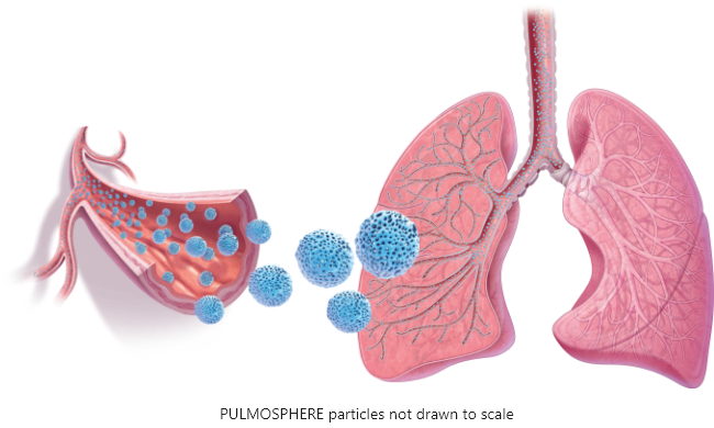 Image of lungs showing pulmosphere particles being delivered to airways